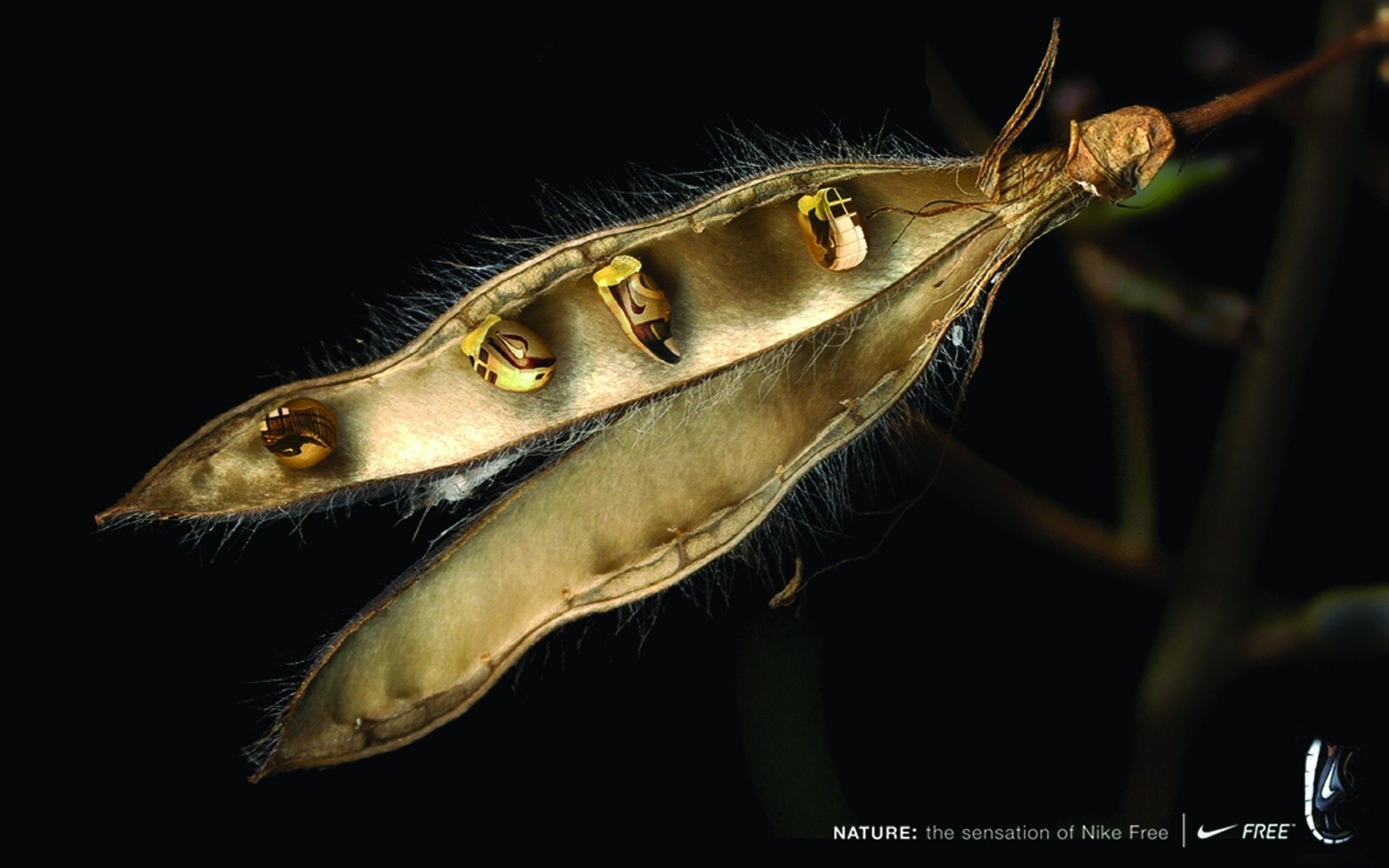 invertebrados vida silvestre naturaleza solo al aire libre diseño abstracto