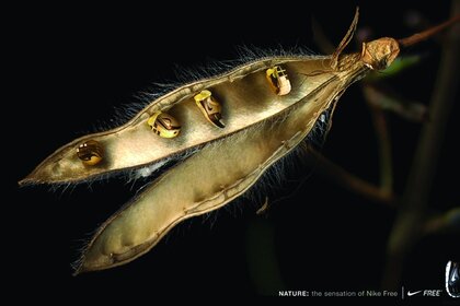 Insólito insecto parecido al hierro