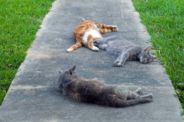 SEALs, perezosamente separados en la pista