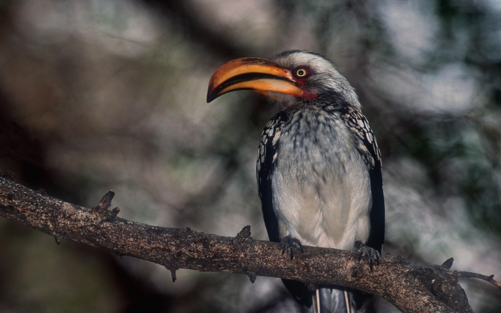 aves aves vida silvestre naturaleza aviador salvaje animal al aire libre pico