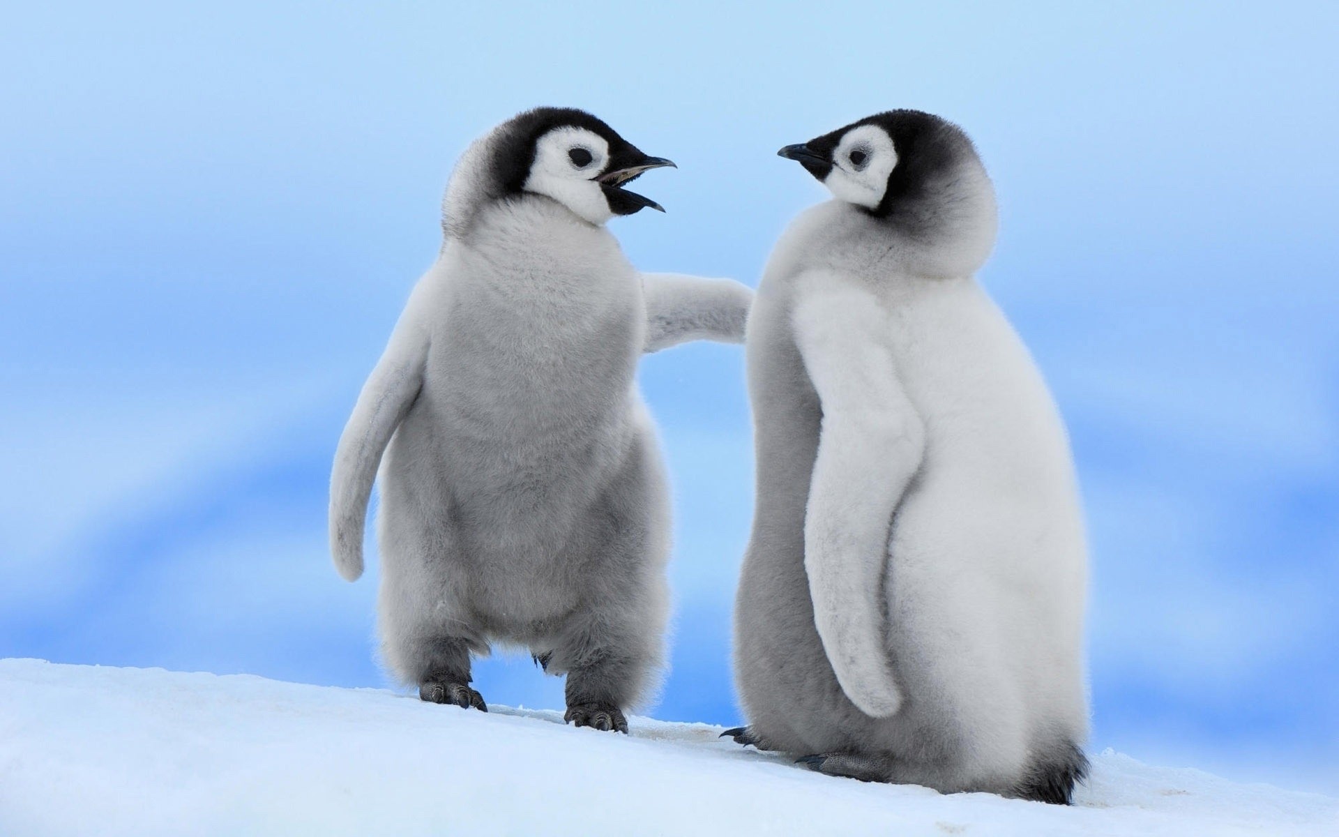 animales nieve invierno escarchado pájaro vida silvestre frío mamífero animal polar pingüino bebé