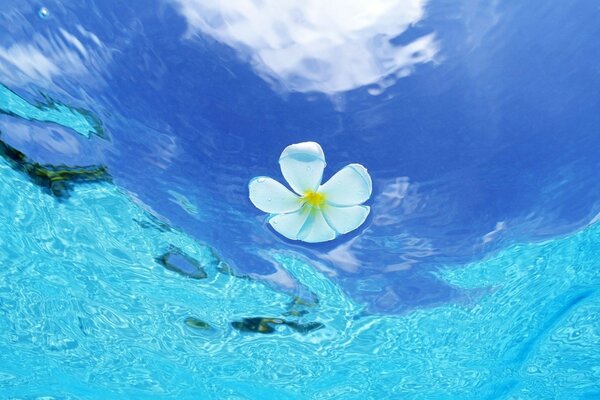 Flor en agua clara azul