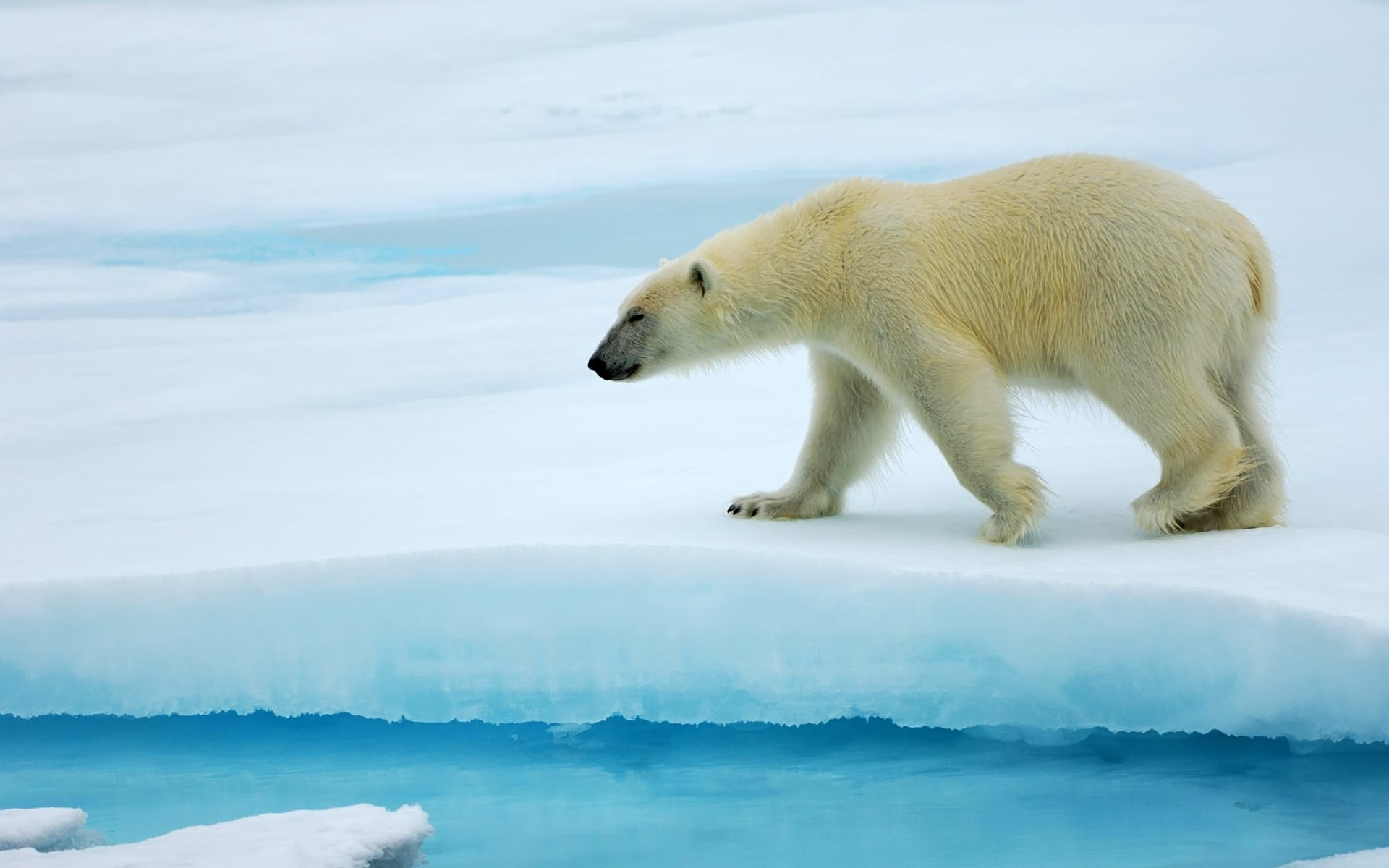 animales escarchado nieve invierno agua hielo al aire libre mamífero vida silvestre polar naturaleza frío oso oso polar