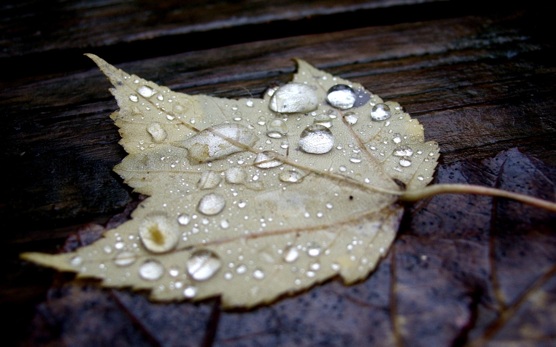 otoño naturaleza hoja madera flora escritorio otoño caída primer plano lluvia mojado textura color