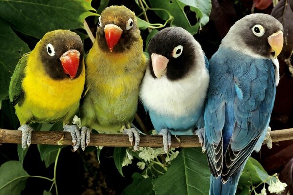 Loros Agapornis símbolo de fidelidad