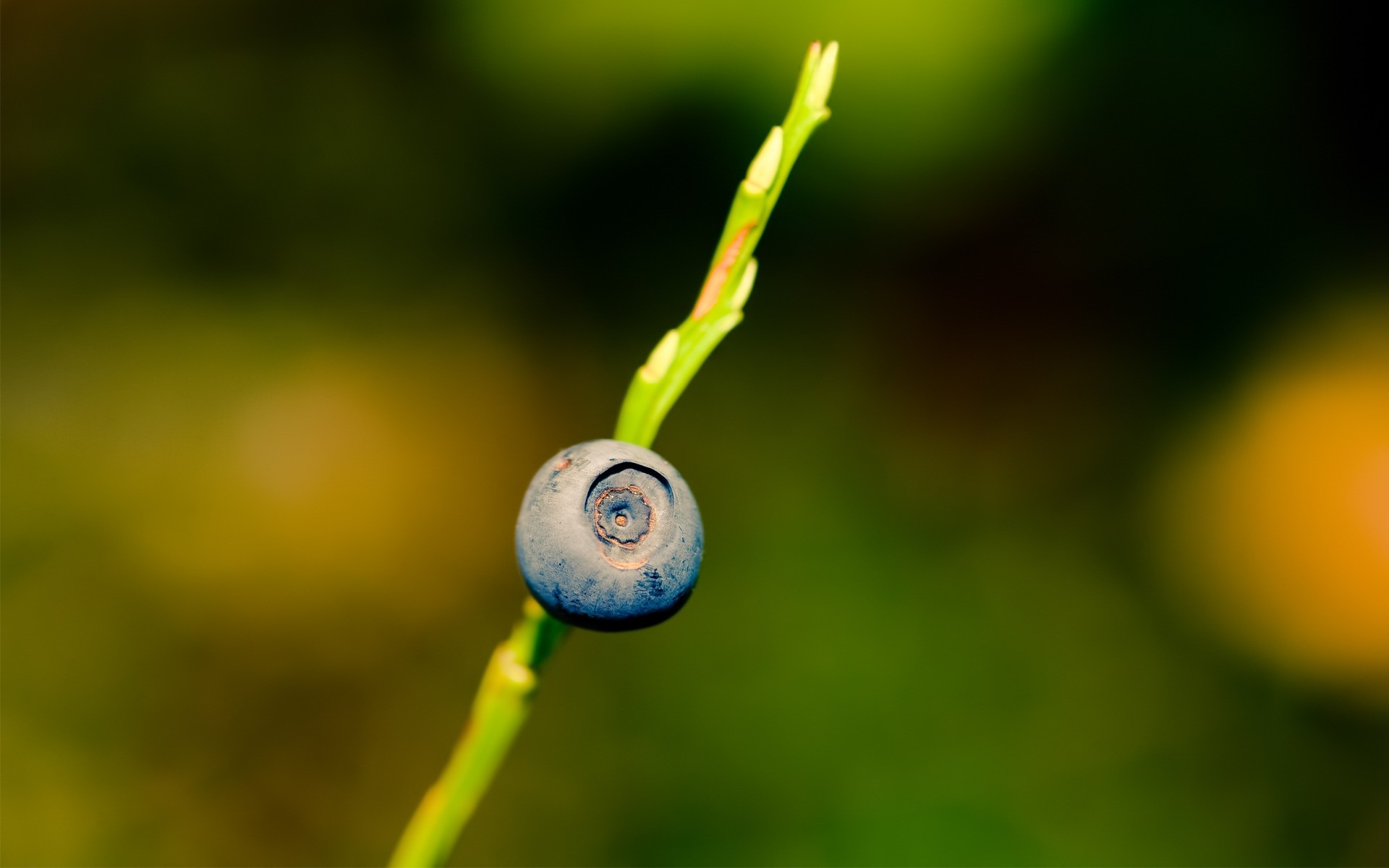 naturaleza hoja flora desenfoque color verano jardín crecimiento al aire libre caída fruta
