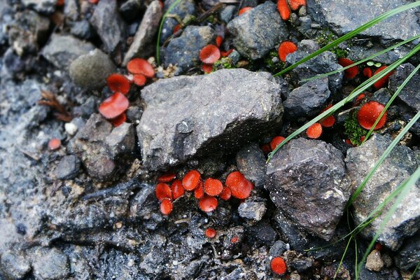 Hermosa foto de plantas en piedras