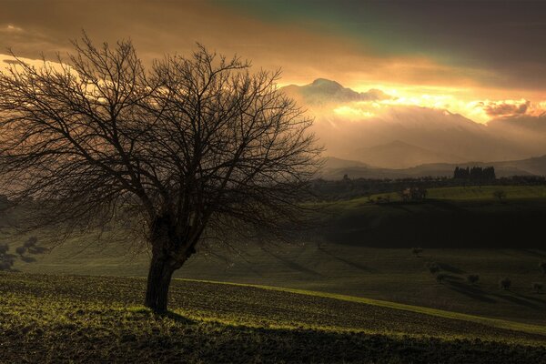 Árbol de otoño al atardecer