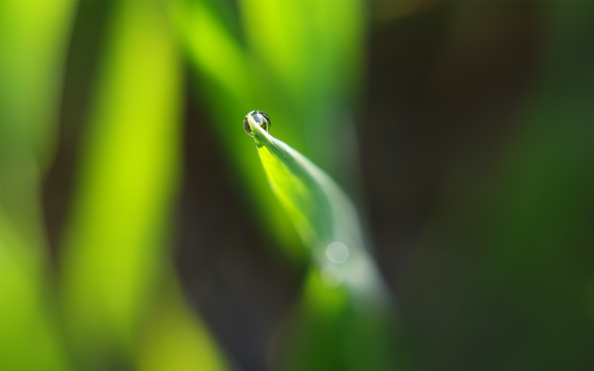 plantas hoja lluvia rocío naturaleza caída desenfoque crecimiento flora gotas jardín dof mojado medio ambiente hierba insecto enfoque verano