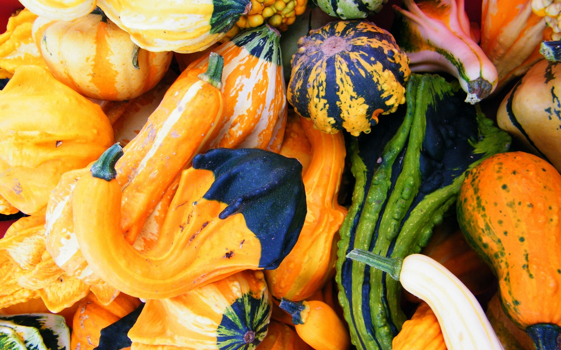 calabaza vegetal otoño comida mercado crecer pasto calabaza acción de gracias saludable nutrición agricultura salud halloween escritorio color abundancia zanahoria