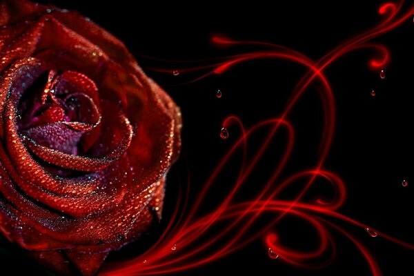 Rosa roja con lentejuelas sobre fondo negro