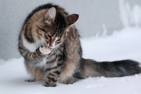 Foto de un gato lavándose en la nieve