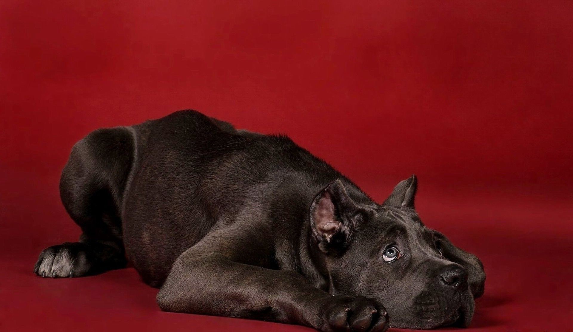 perros perro mamífero perro mascota retrato cachorro lindo animal estudio doméstico solo raza pura sangre sentarse