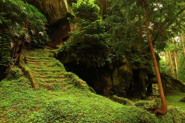 Naturaleza de cuento de hadas en el bosque verde