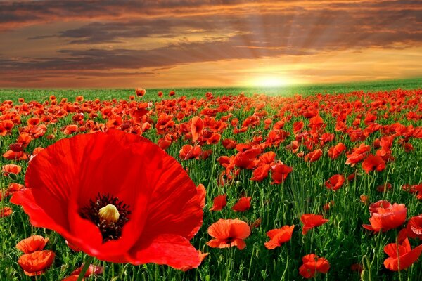 Campo de amapolas en el fondo de una puesta de sol dorada