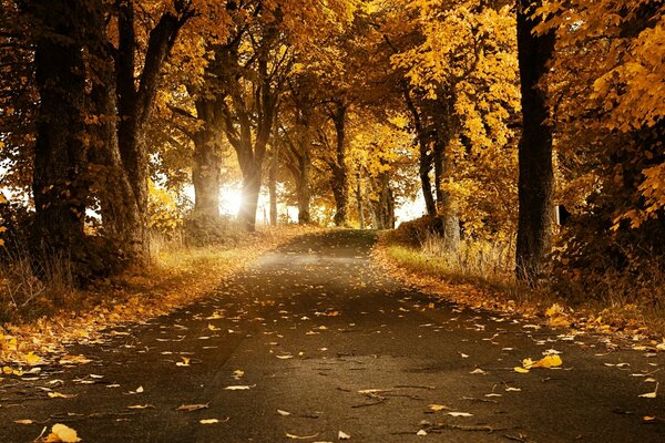 Pista en el parque de otoño entre los árboles