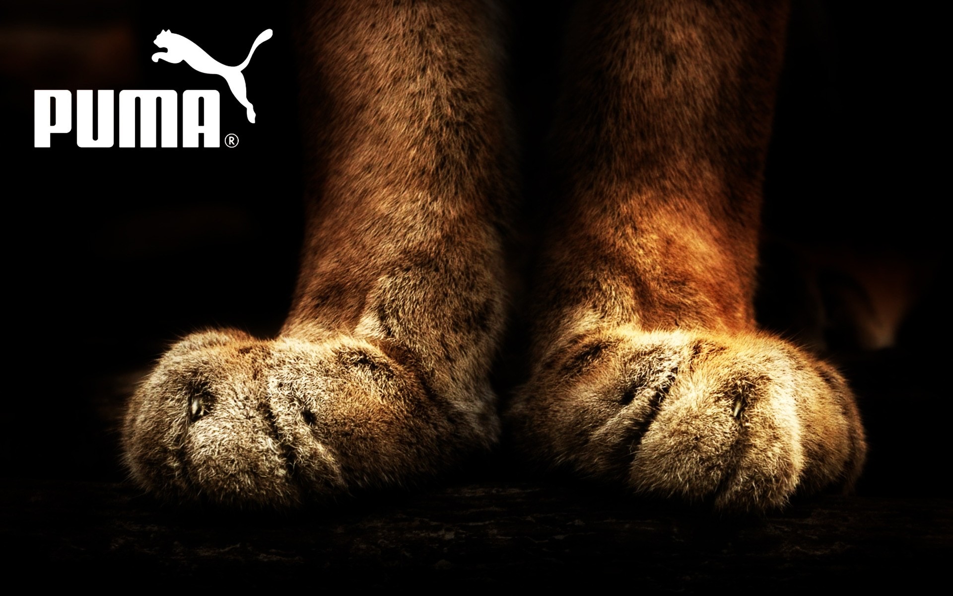 vida silvestre mamífero piel naturaleza animal oscuro gato ropa marca empresa fondo publicidad cartel