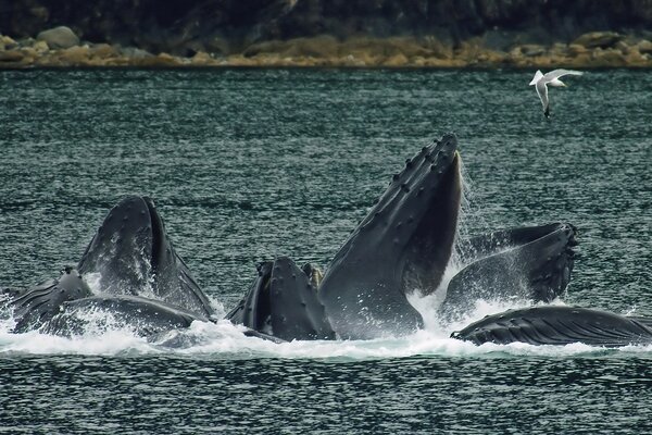 Las ballenas jorobadas juegan en la costa