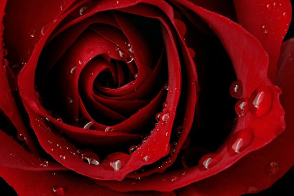 En el Jardín crece una rosa roja