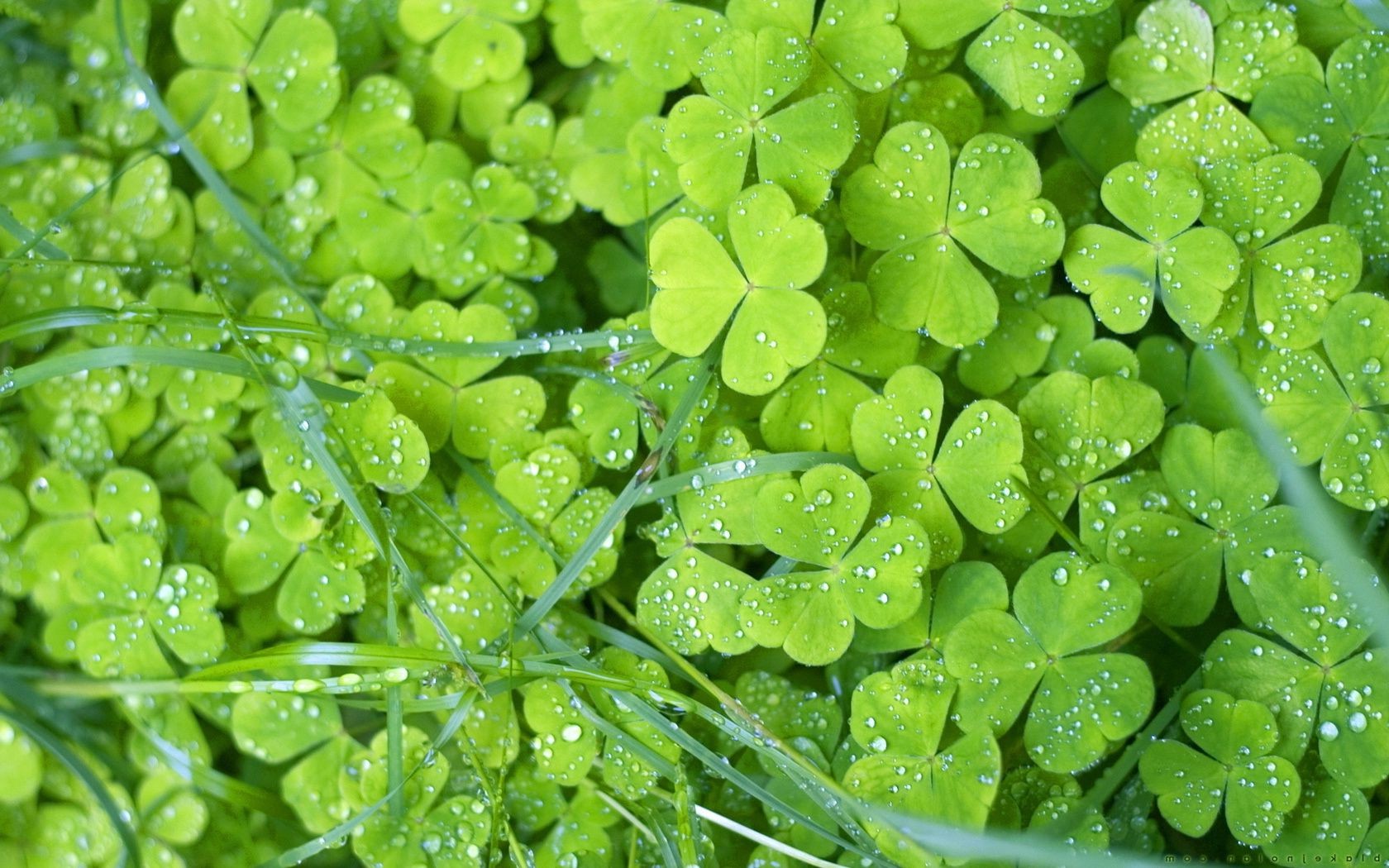 hojas hoja flora naturaleza crecimiento primer plano medio ambiente trébol jardín frescura mojado caída escritorio exuberante rocío lluvia ecología color verano