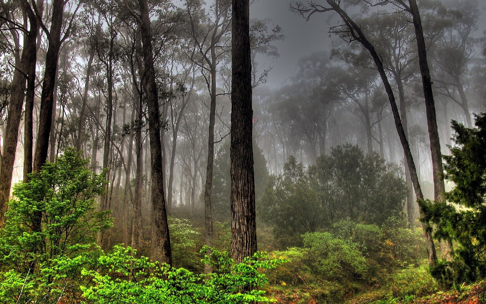 plantas árbol madera niebla paisaje niebla naturaleza hoja parque amanecer otoño al aire libre medio ambiente escénico