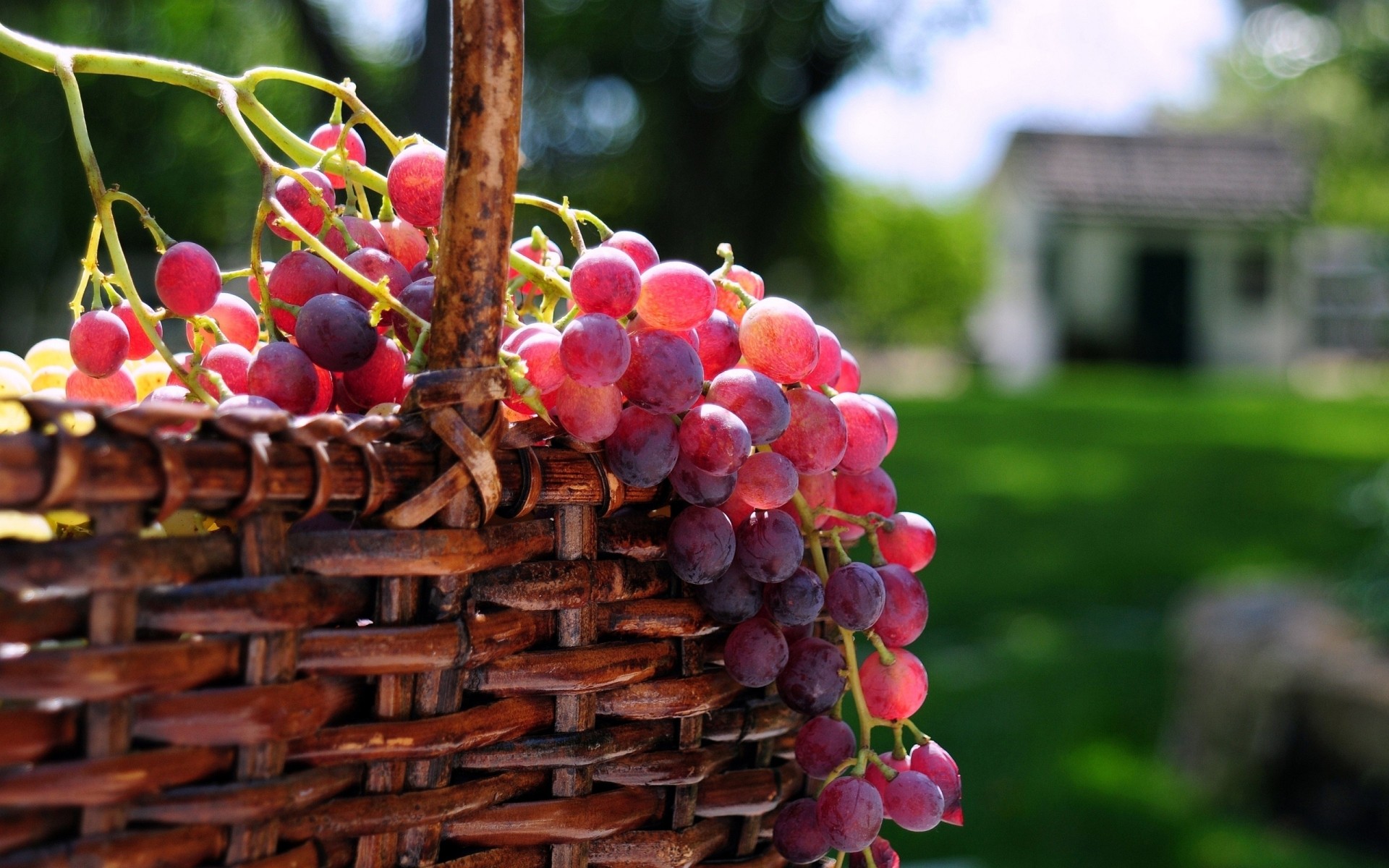 fruta comida vid uva jardín crecer cesta naturaleza bodega pila vino baya pasto racimo verano agricultura al aire libre viñedo confitería fruta