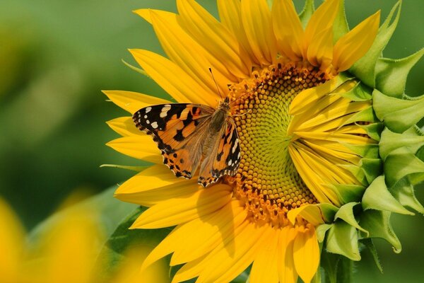 Mariposa poliniza gran girasol