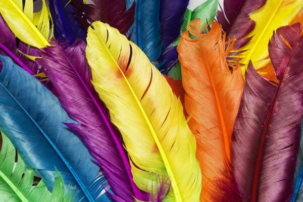 Un montón de plumas pintadas abigarradas