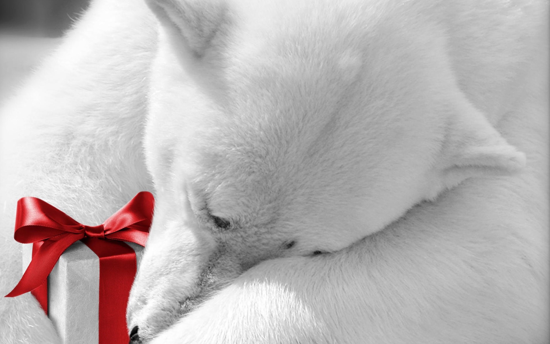 animales mamífero piel animal solo perro lindo mascota retrato gato navidad oso oso polar oso polar