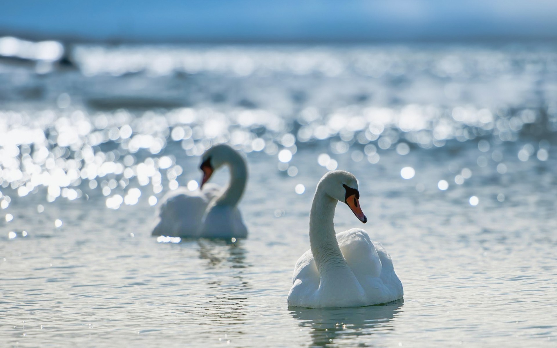cisnes cisne pájaro agua lago invierno nieve naturaleza vida silvestre hielo natación mar aves acuáticas reflexión al aire libre congelado
