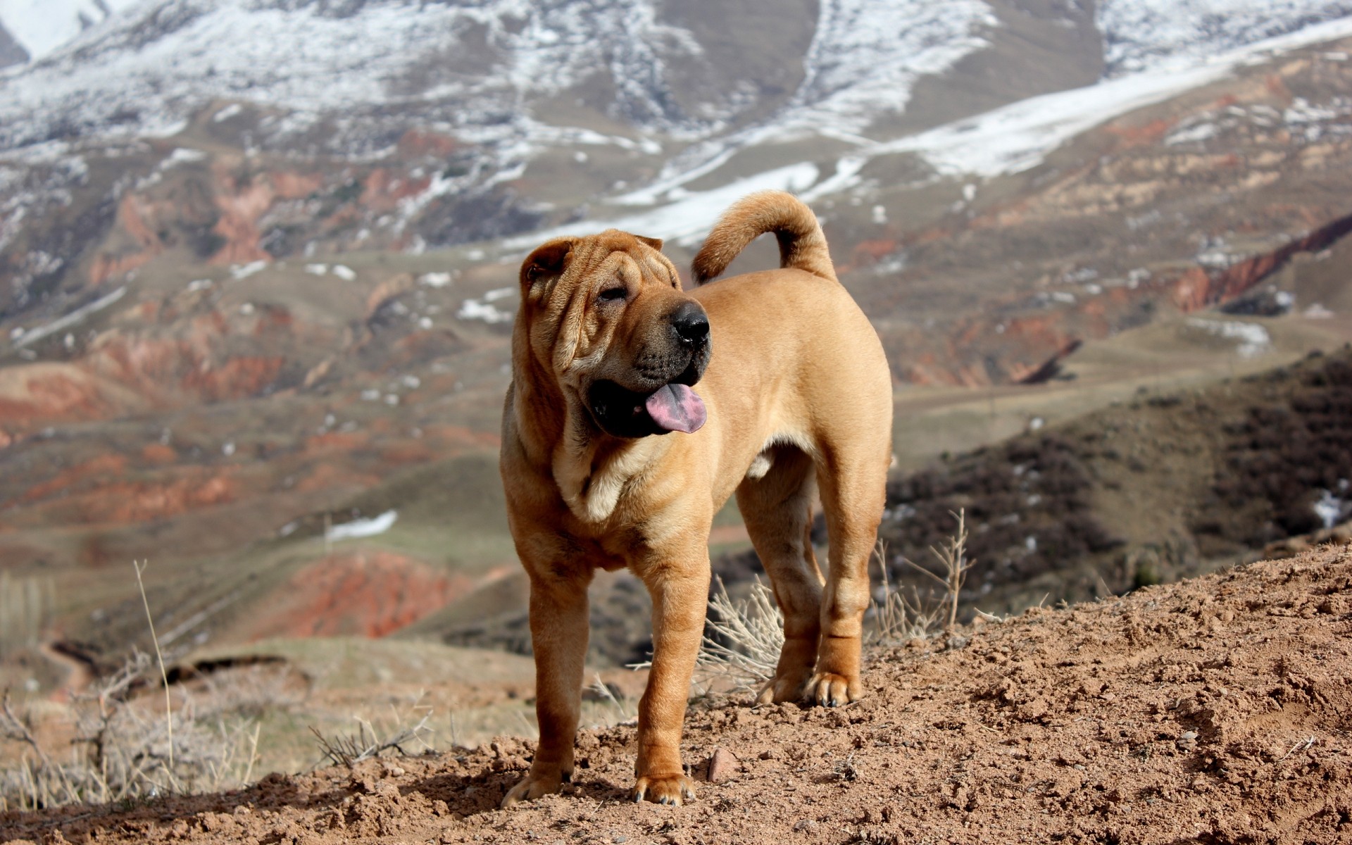 perros perro al aire libre animal lindo mamífero naturaleza mascota retrato solo sentarse poco