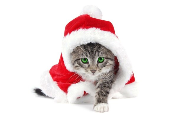 Gatito de año nuevo con ojos verdes