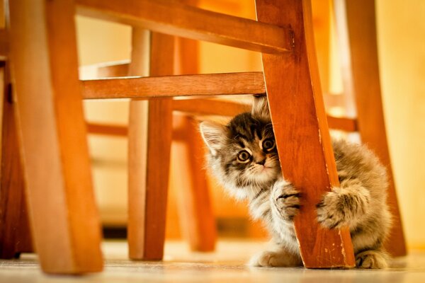 Lindo gatito rascándose los muebles