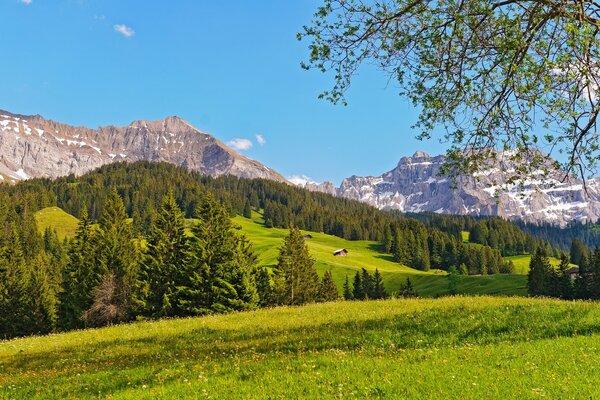 Pradera con árboles verdes en el fondo de montañas nevadas