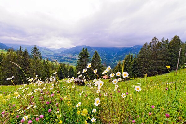 Naturaleza en la cordillera de verano