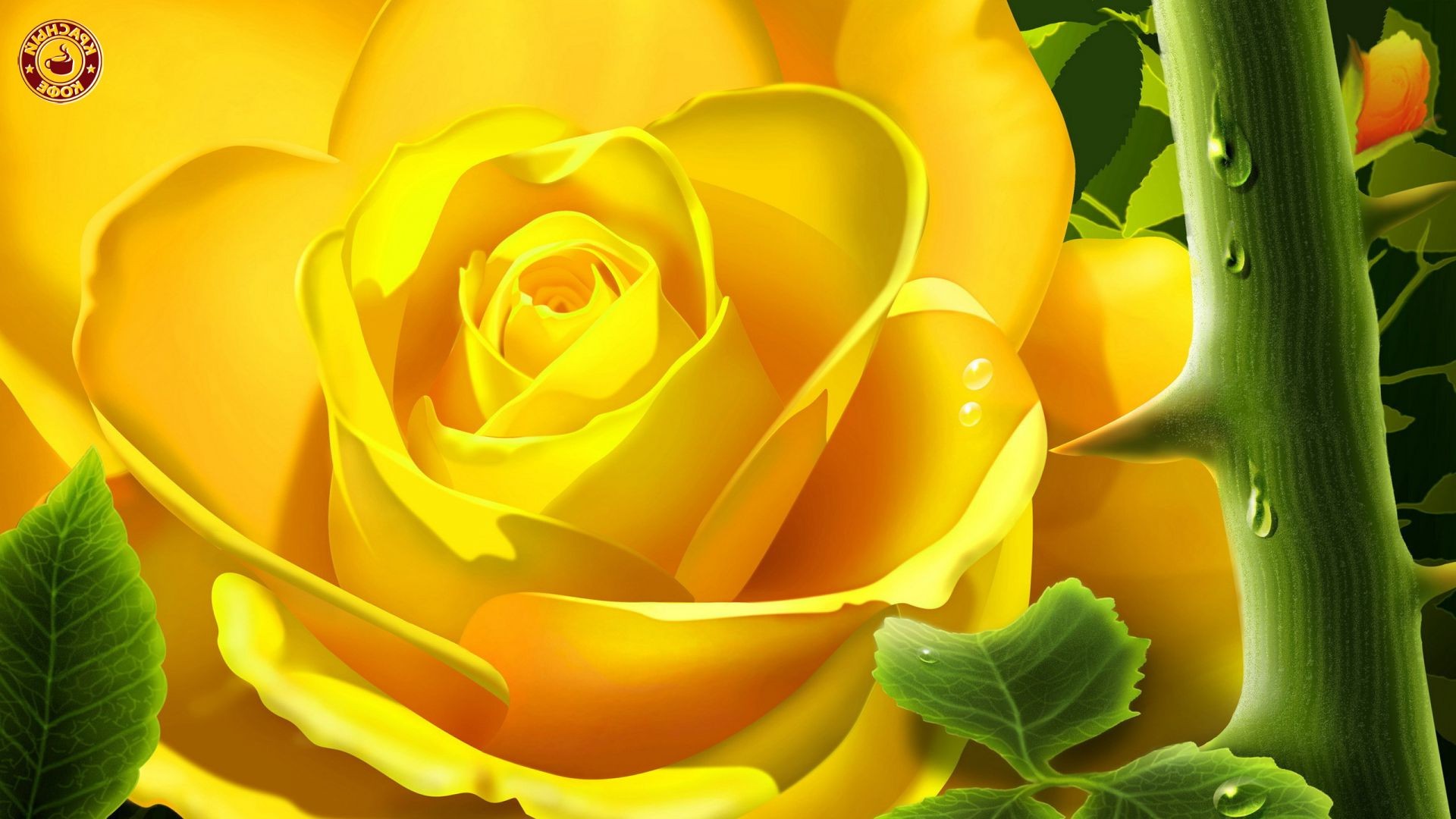 rosa naturaleza flor hoja color flora hermosa escritorio brillante floral verano