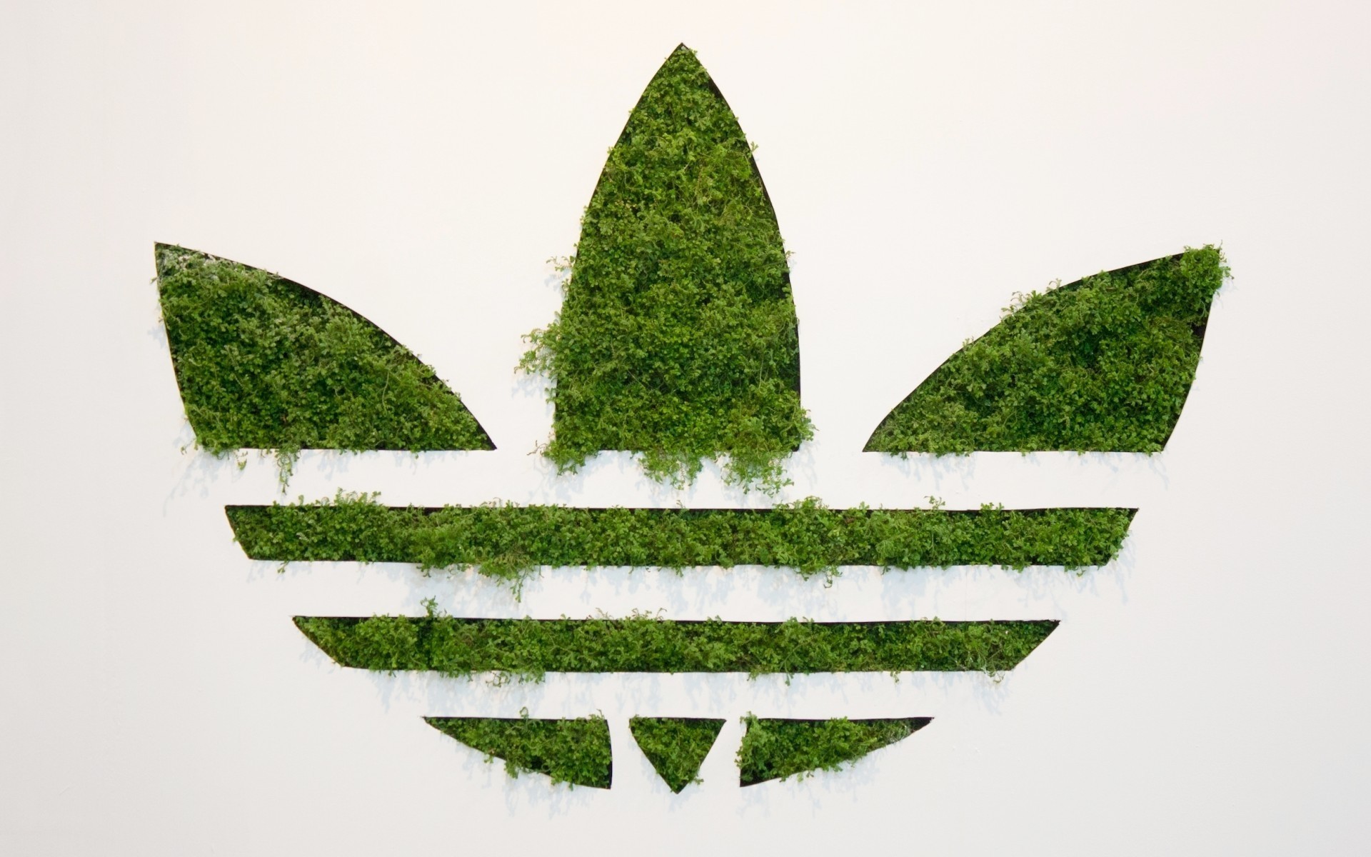 árbol naturaleza hoja hierba flora escritorio símbolo logotipo verde eco adidas marca adidas