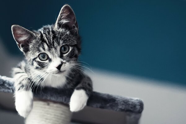 Lindo gatito subió a un soporte de piel. El gatito Mira de arriba hacia abajo