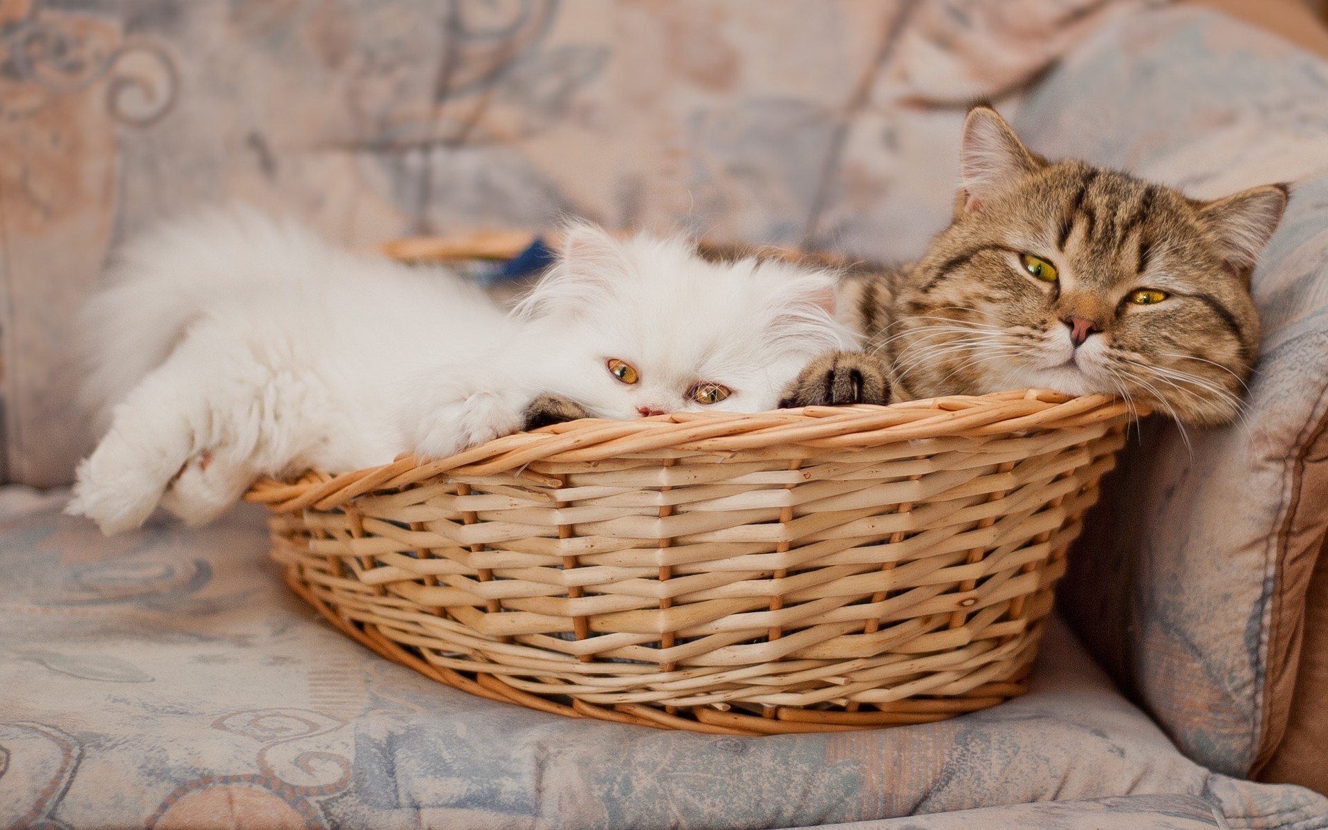 gatos gato gatito cesta mascota lindo animal mamífero piel retrato doméstico pelusa ojo atigrado joven naturaleza solo ver sentarse pelo kitty