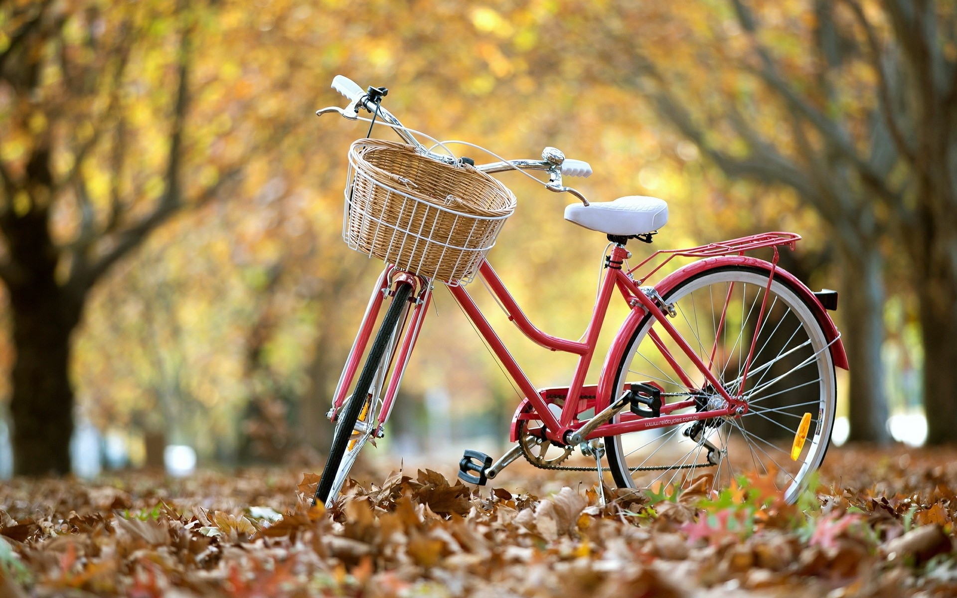 naturaleza otoño al aire libre madera ruedas árbol verano bicicleta parque hierba estación bosque bicicleta clásica