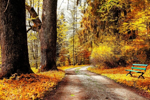 Bosque de otoño brillante con banco azul frente a gruesos troncos de árboles