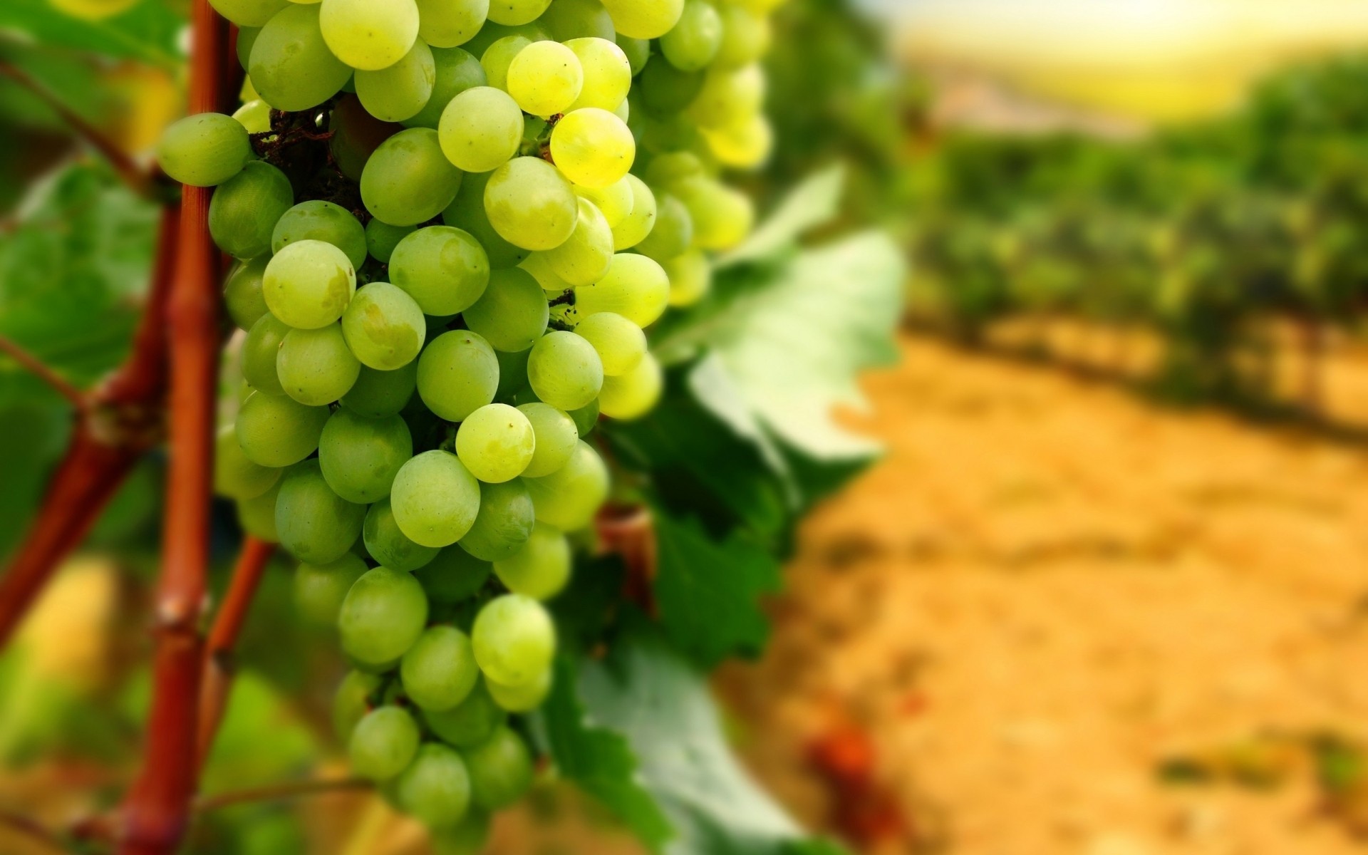 uva vino vid naturaleza hoja fruta viñedo bodega grapevine pasto comida viticultura flora pila racimo crecimiento verano saludable escritorio uva fruta