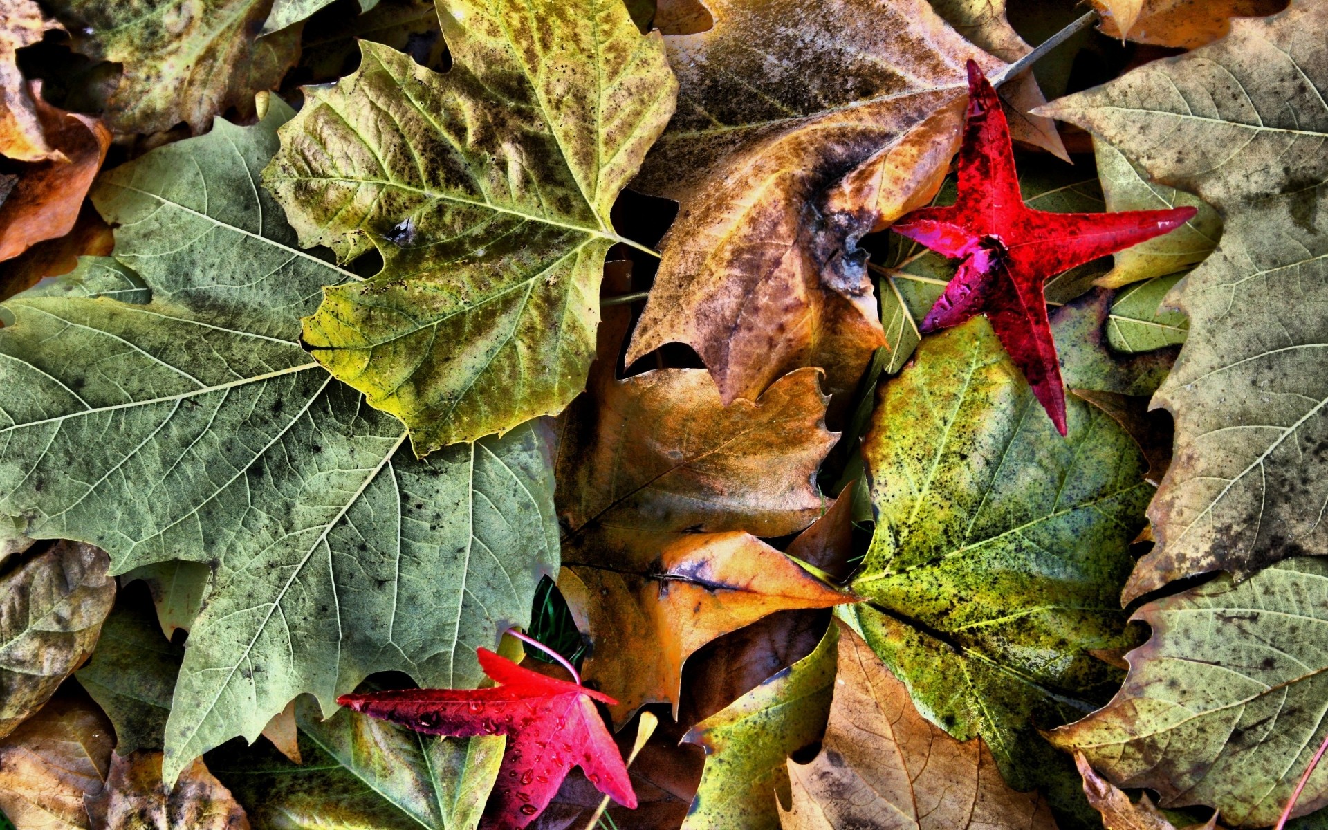 otoño hoja otoño temporada flora naturaleza árbol color primer plano escritorio brillante madera decoración al aire libre tierra medio ambiente jardín arce textura drch hojas