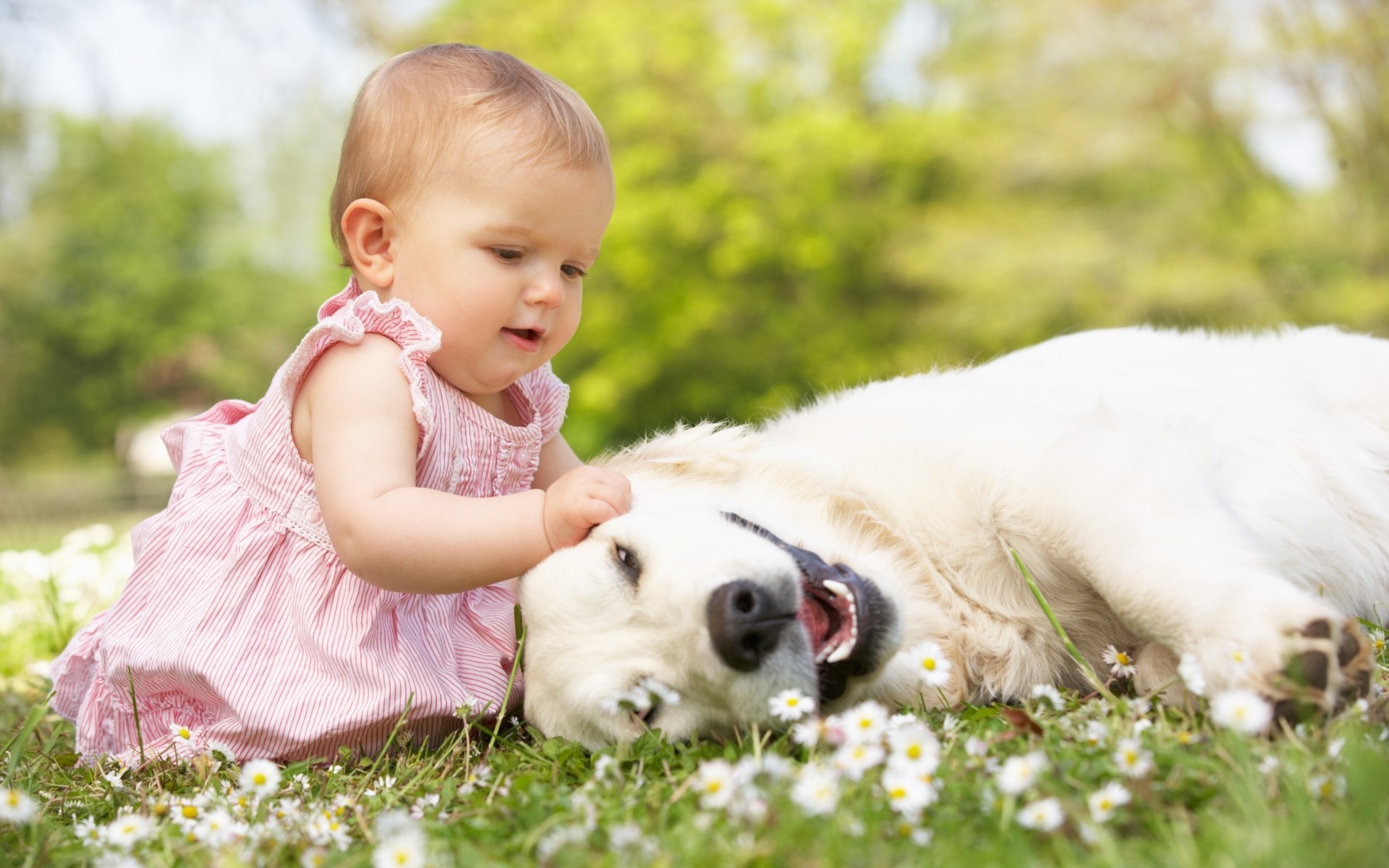 lindo pequeño hierba naturaleza bebé bebé verano al aire libre parque placer amor heno césped perro flores