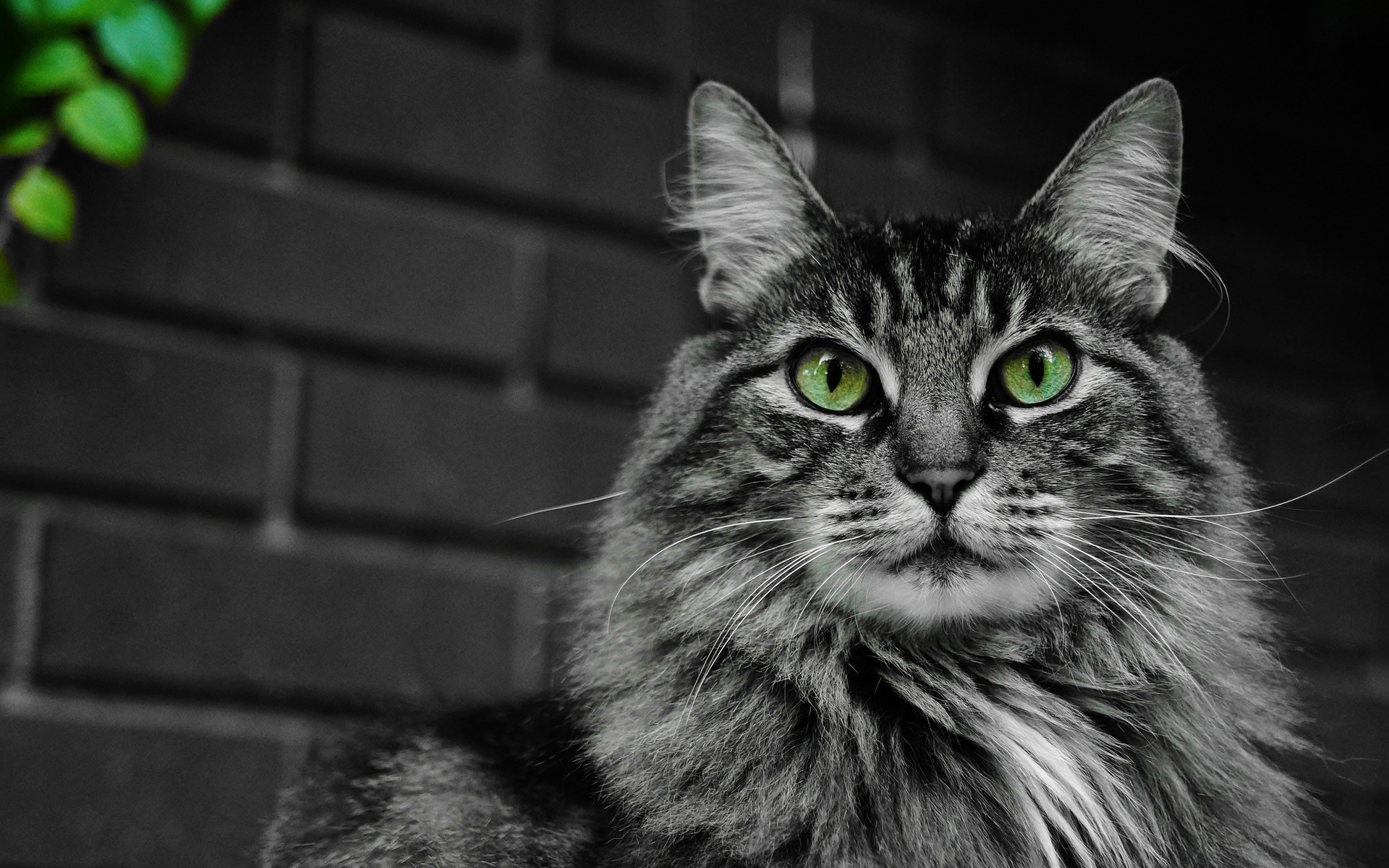 gatos gato animal retrato mascota lindo gatito ojo mamífero doméstico