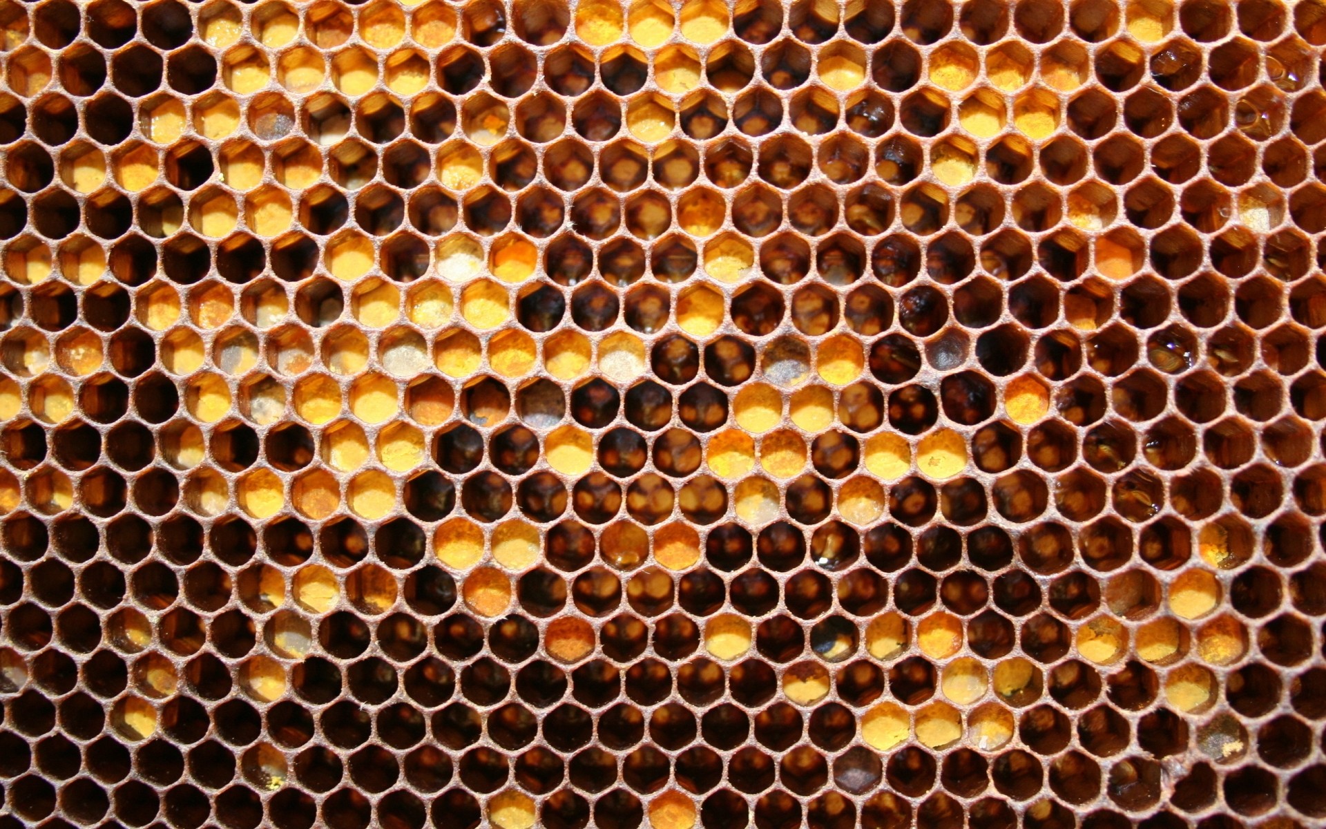 panal cera de abejas colmena teléfono celular abeja cera hexágono miel peine apicultura polígono abejas colmenar diligente patrón escritorio textura forma fondo de pantalla