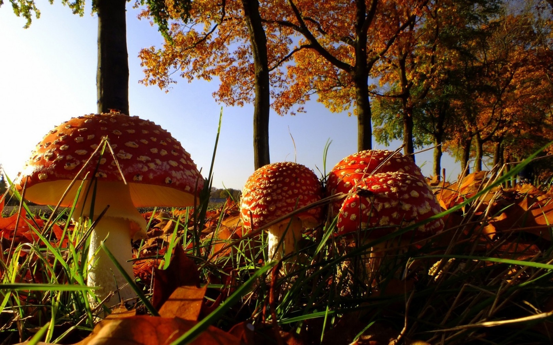 otoño estación naturaleza árbol hoja al aire libre madera seta flora hierba hongo color comida crecimiento bosque