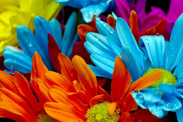 Coloridas flores de gerbera