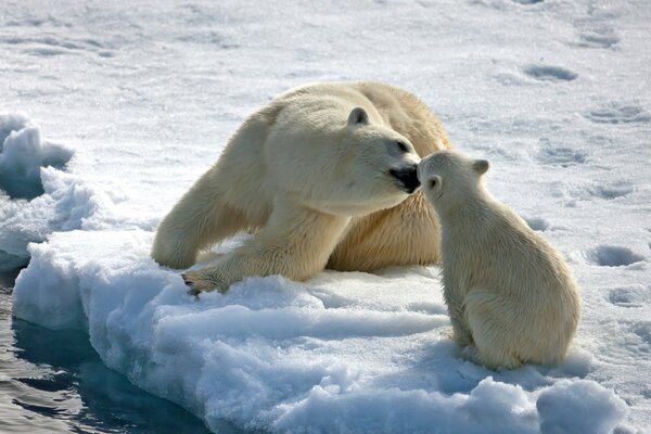 Osa con un oso en un témpano de hielo en invierno