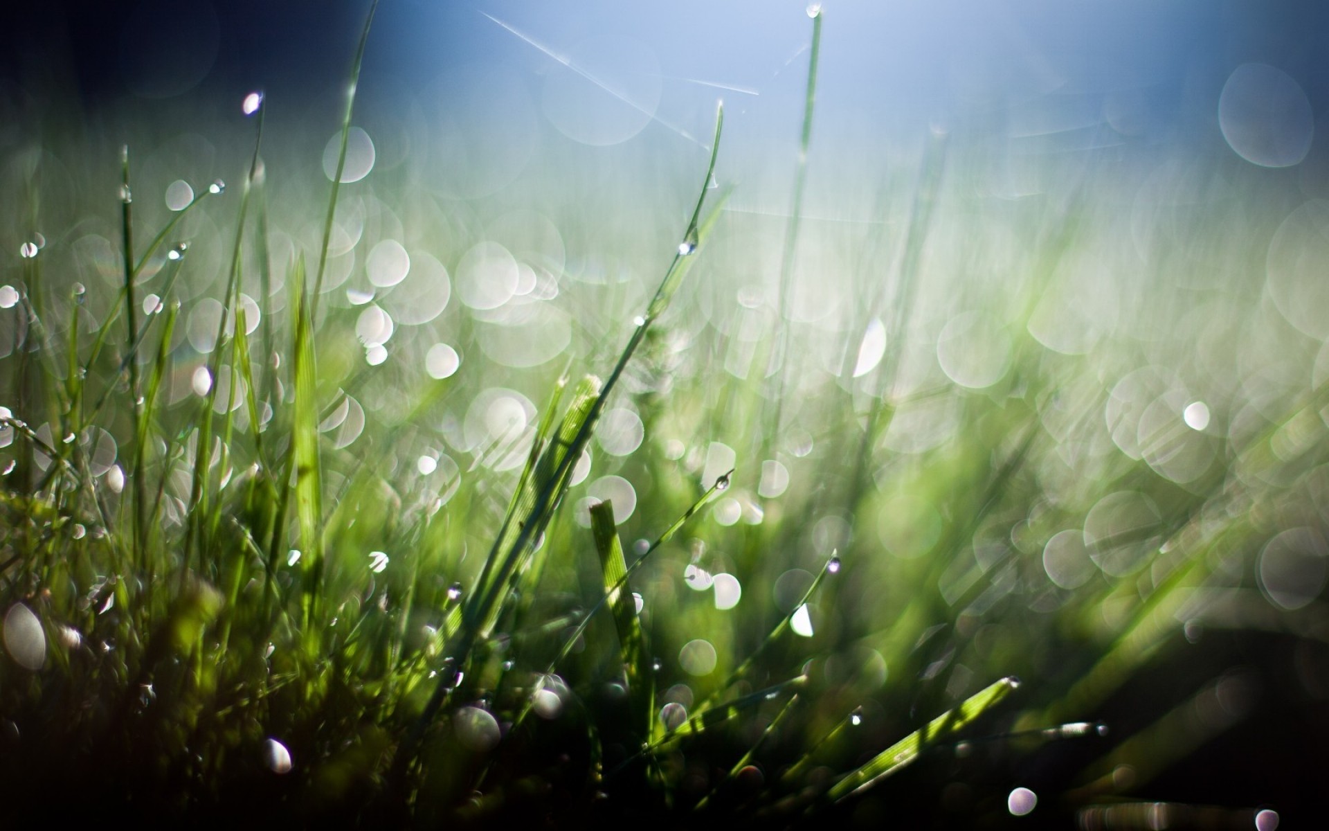 hierba césped rocío heno campo caída escritorio flora amanecer jardín lluvia naturaleza sol verano color exuberante brillante buen tiempo desenfoque frescura